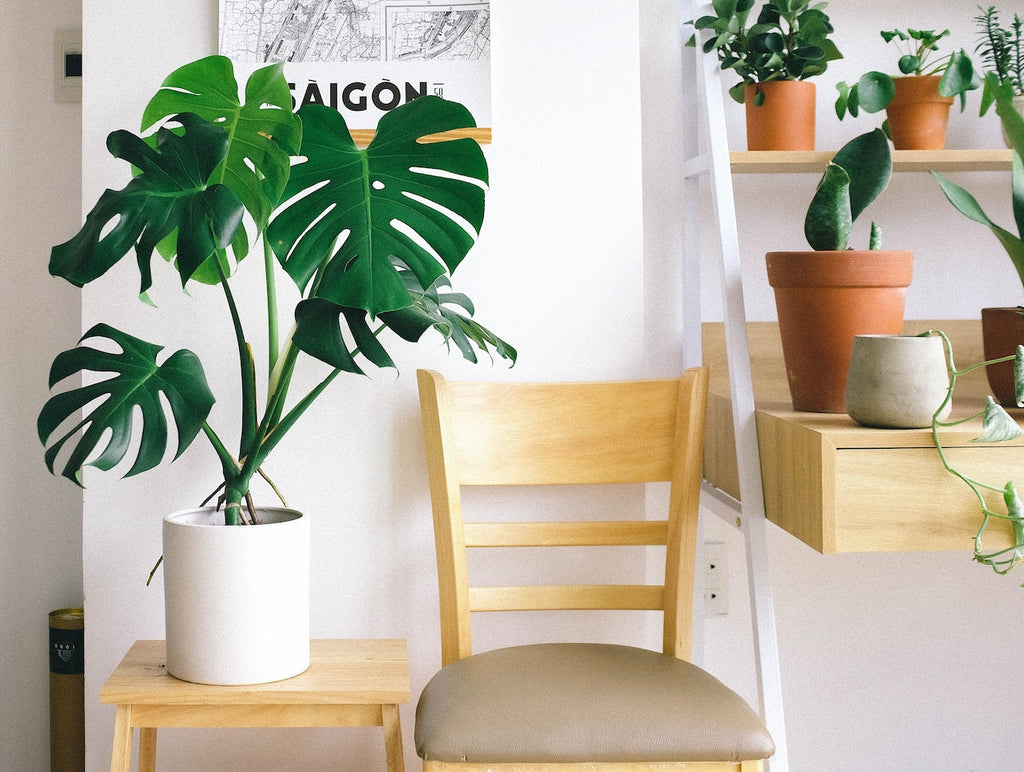 Choose indoor flowering plants to tidy up and enhance your home's décor.