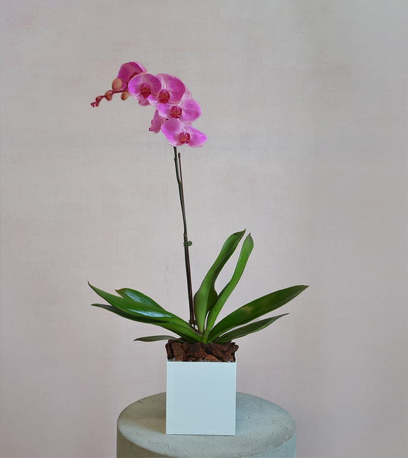 Purple Orchid in White Box