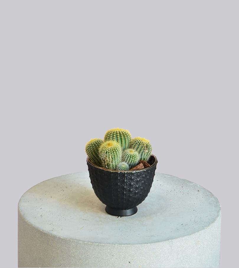 Cactus in Black Pot