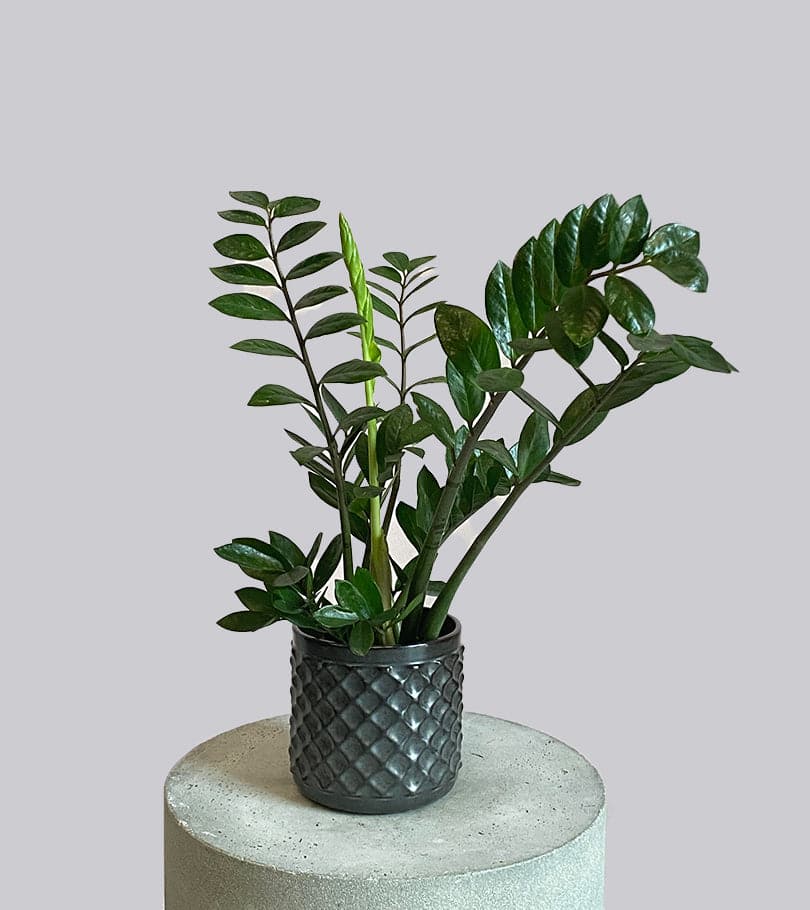 Zanzibar Plant in Vase