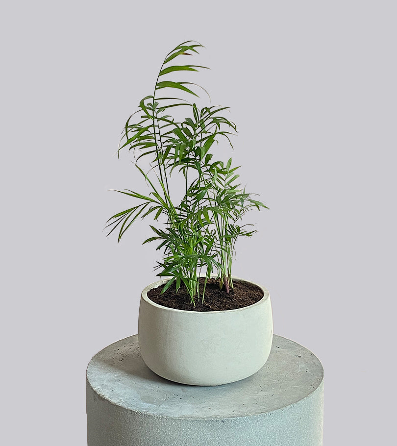 Small Areca Plant in Cement Pot