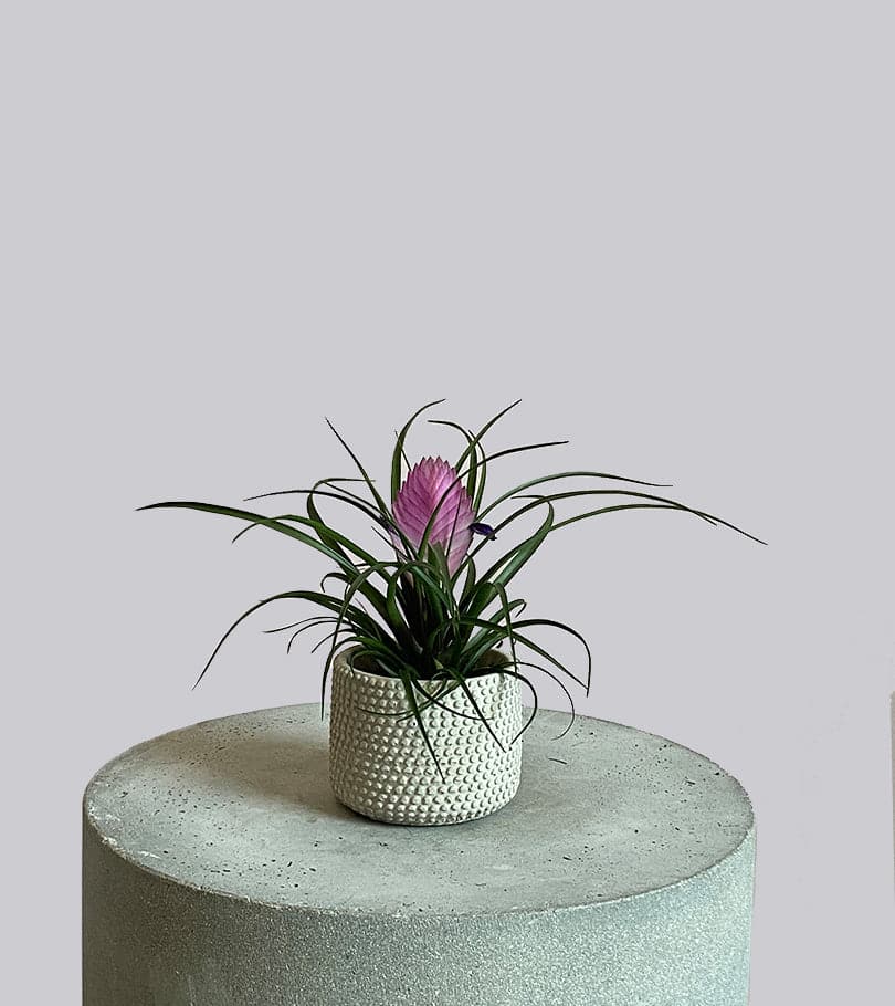 Pink Quill in Round Ceramic Vase