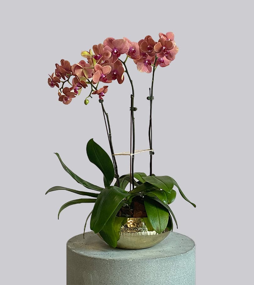 Orange Orchid in Vase