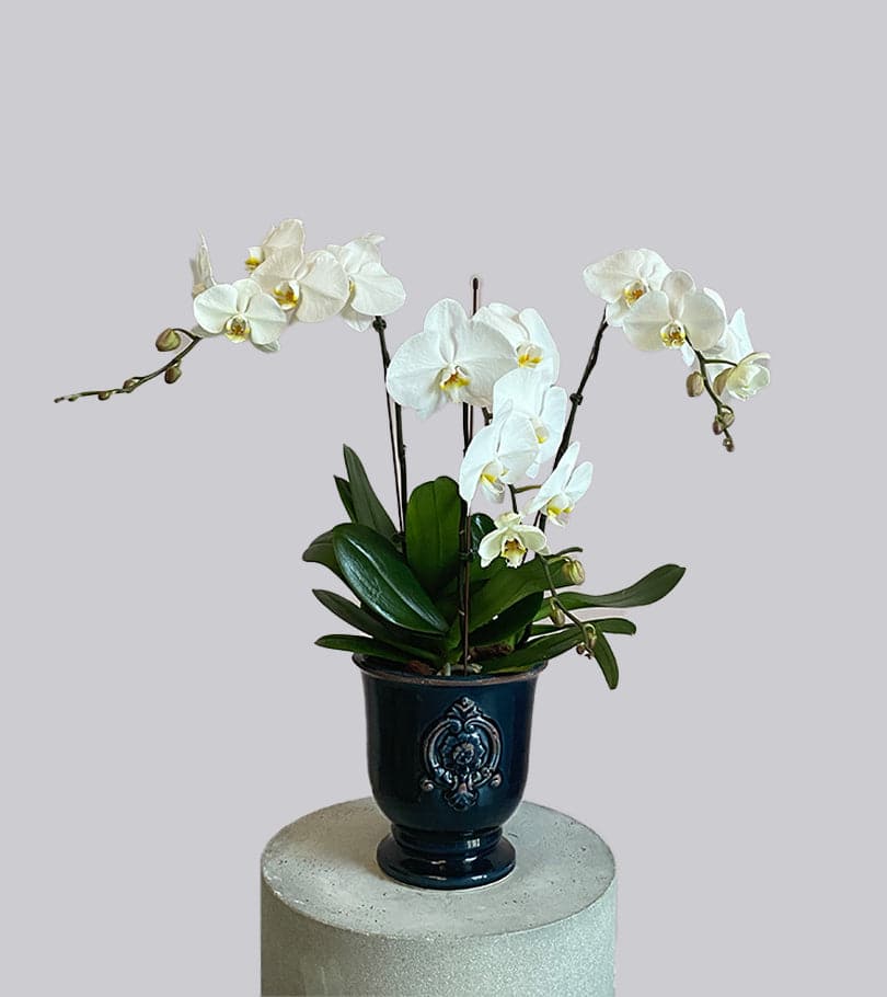 White Orchid in Antique Blue Vase