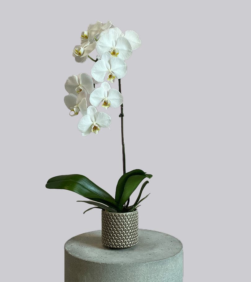 Orchid Plant in Gray Pot