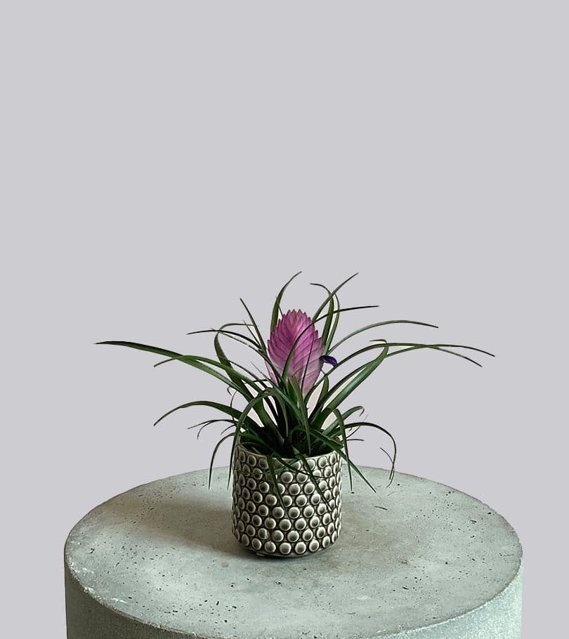 Pink Quill in Vase