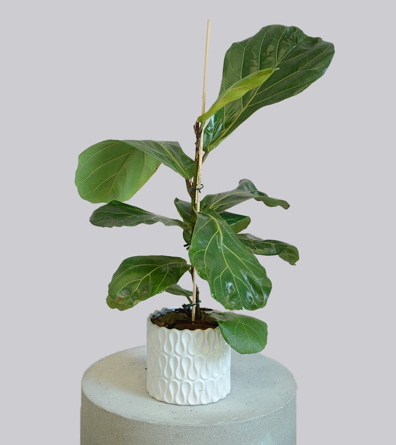 Ficus Lyrata Plant in Vase