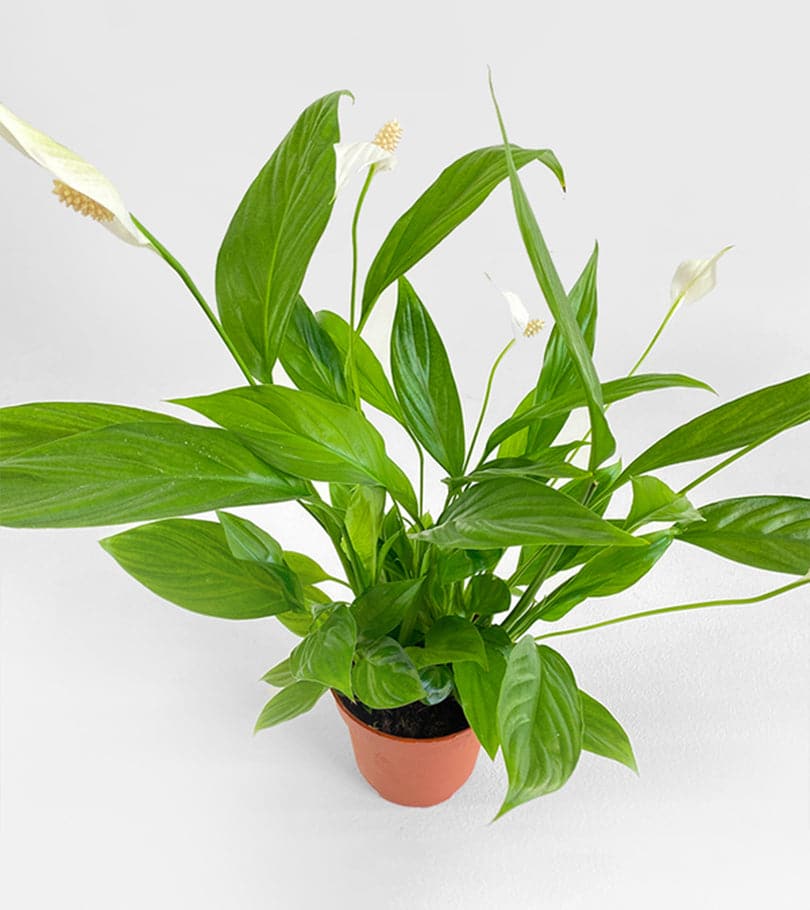 Spathiphyllum with Standard Pot