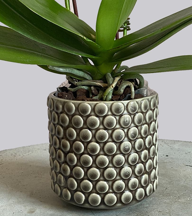 Mini Orchid Plant in Beige dotted small pot