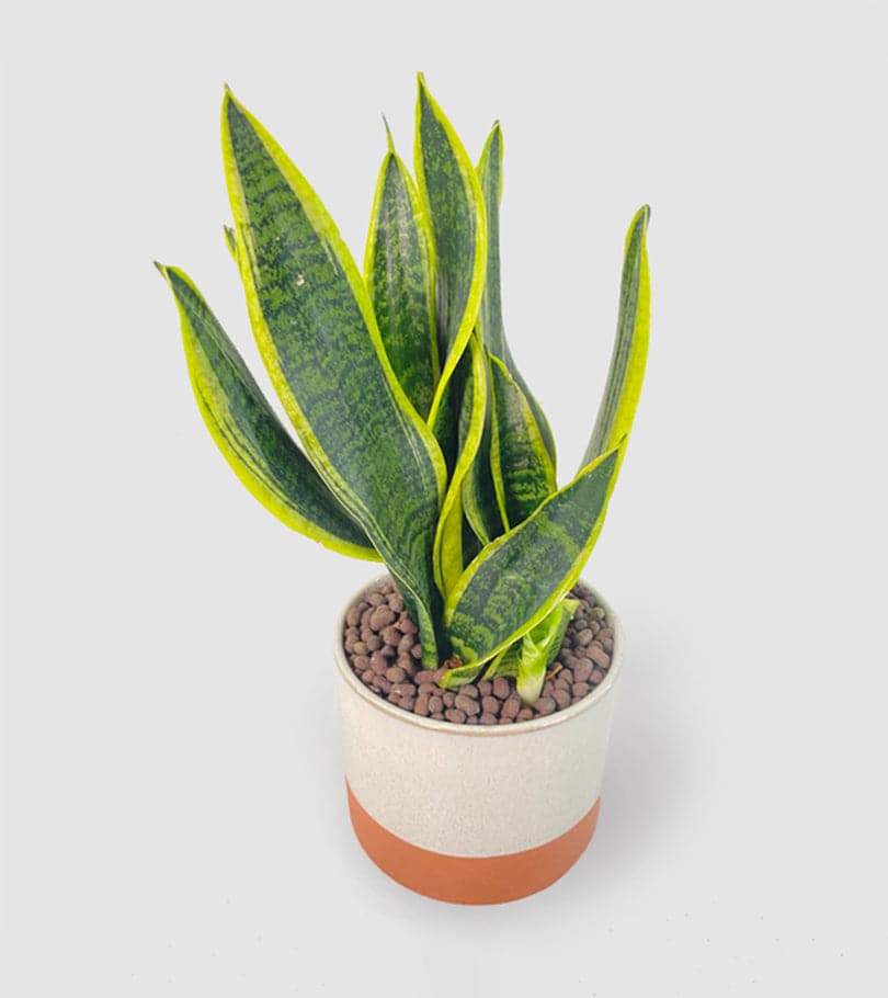 Snake Plant with White and Orange Pot
