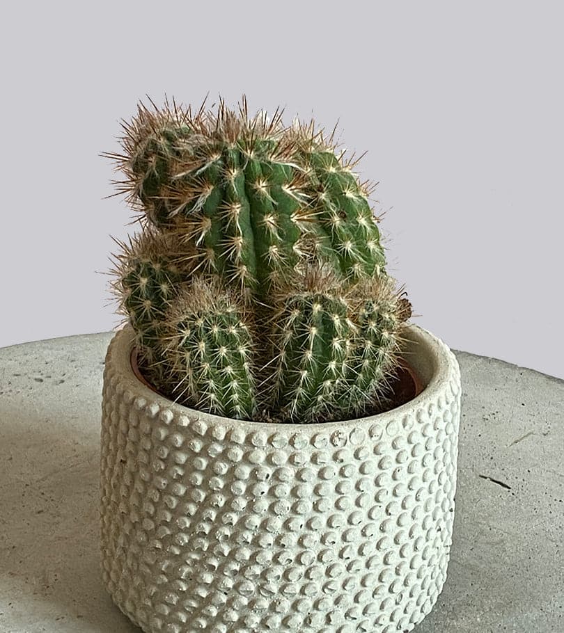 Cactus Plant in Beige Dotted Pot