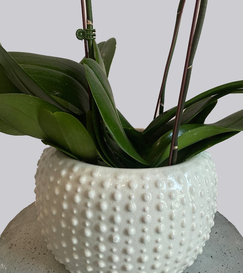 Orchid White Plant in Ceramic Vase