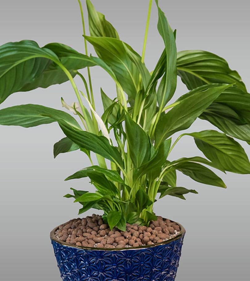 Spathiphyllum Plant in Blue Pot