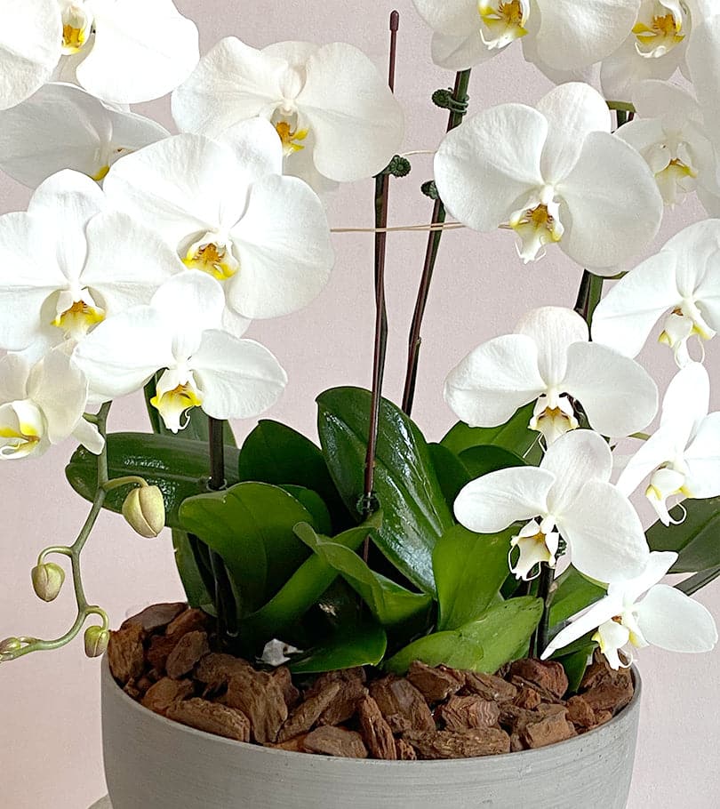 White Orchid Plant in Round Sandstone Pot