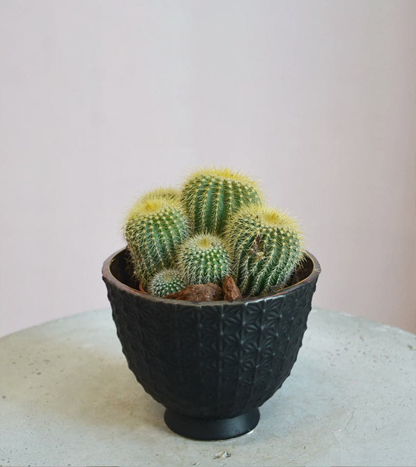 Cactus in Black Pot