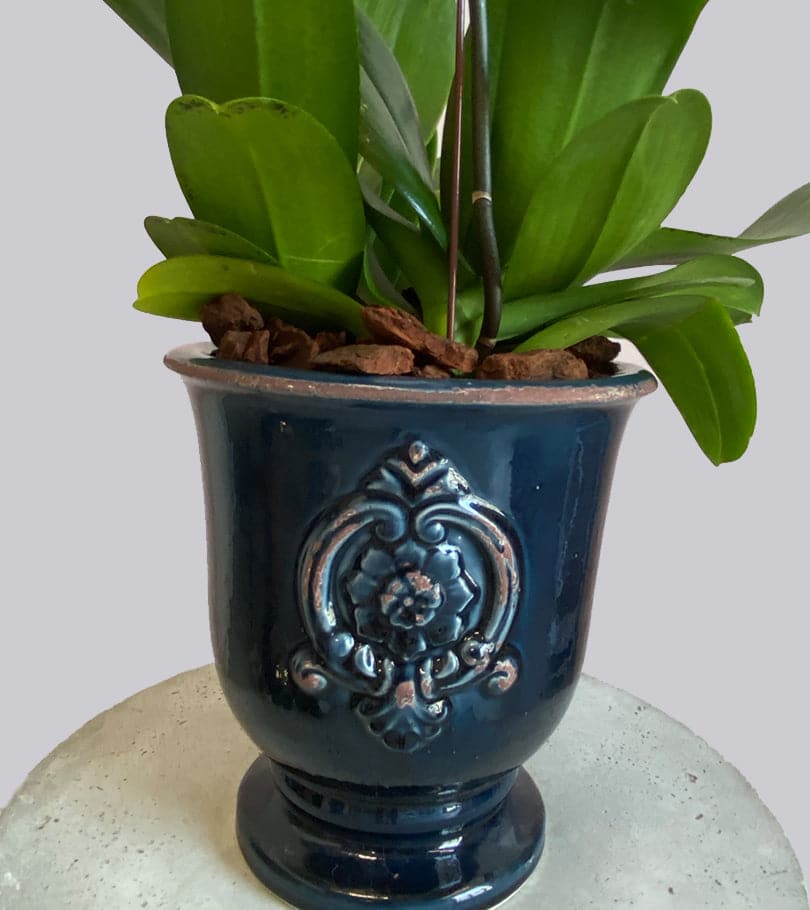 White Orchid in Antique Blue Vase