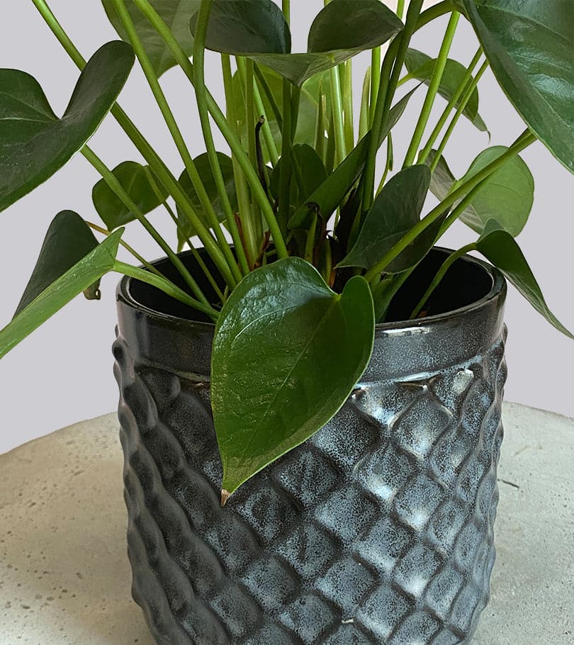 Anthurium Plant in Gray Ceramic Pot