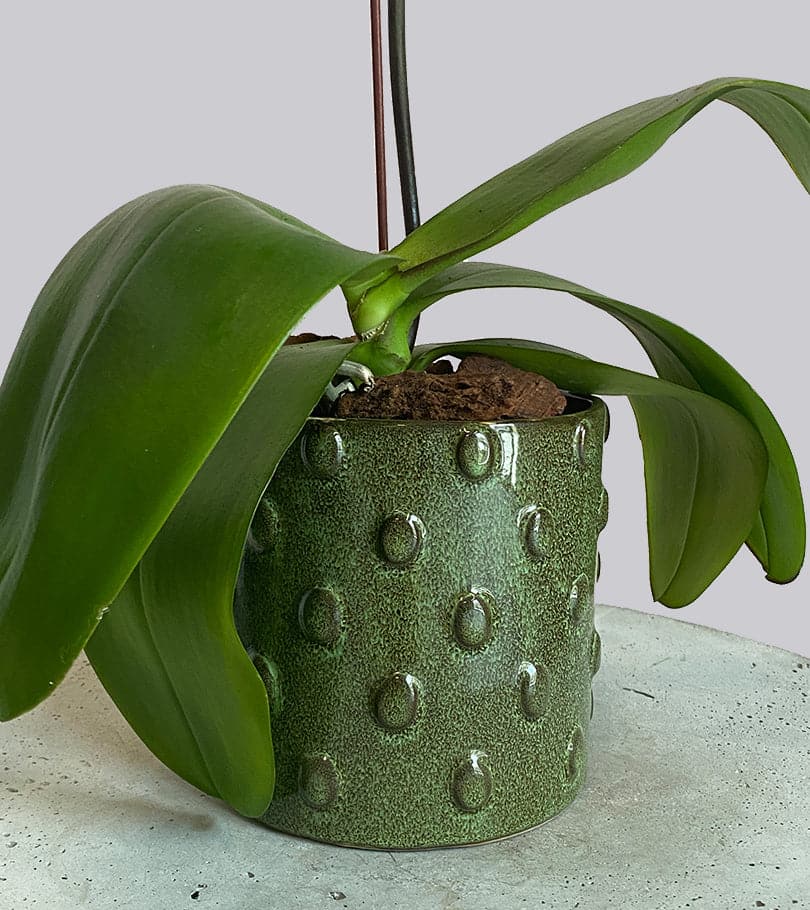 Orange Orchid Plant in Olive Green Pot