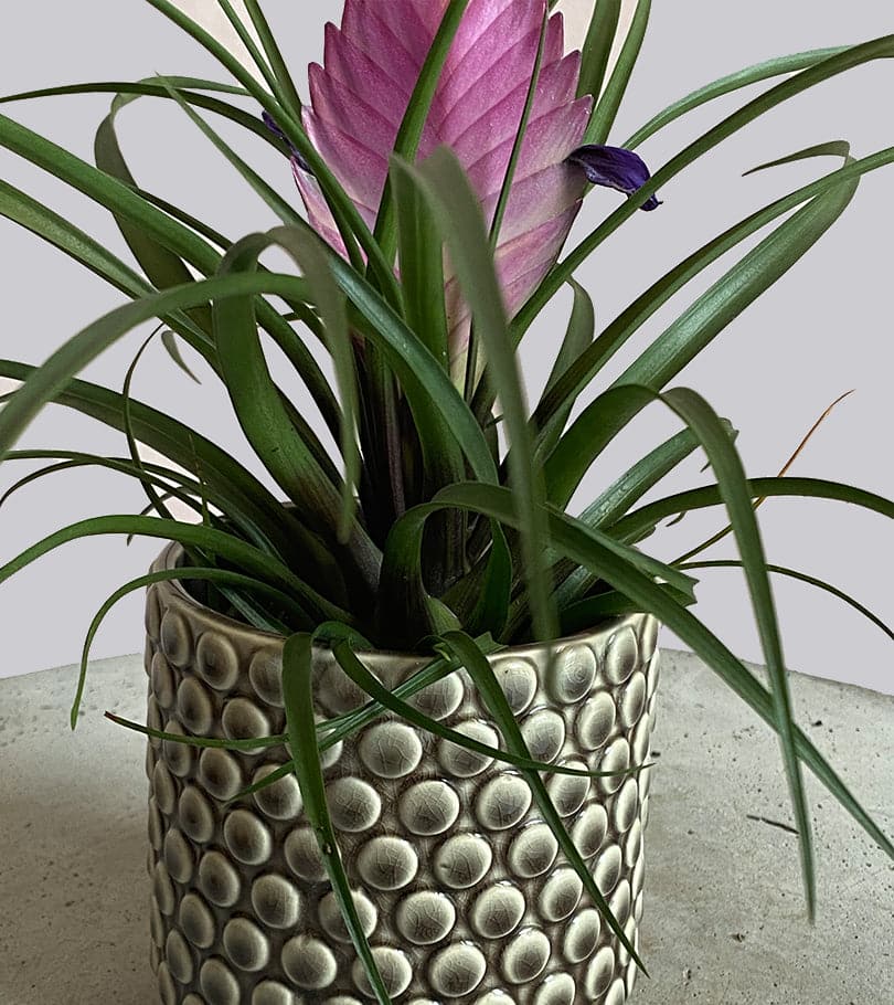 Pink Quill in Vase