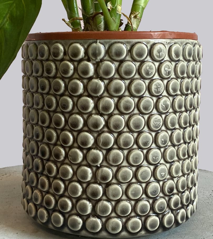 Dieffencia Plant in Beige Dotted Pot