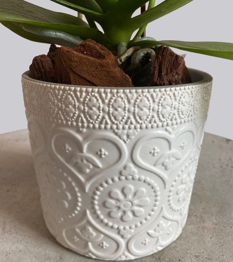 Mini Orchid Plant in White Pot