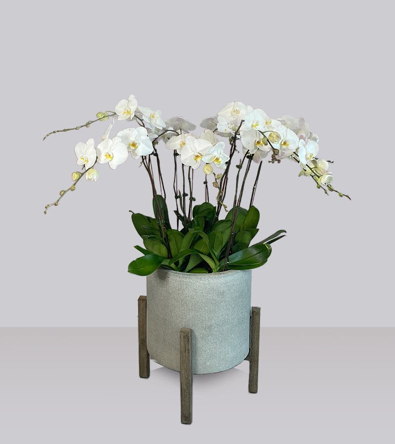 Exotic 12 White Orchid in Grey Pot
