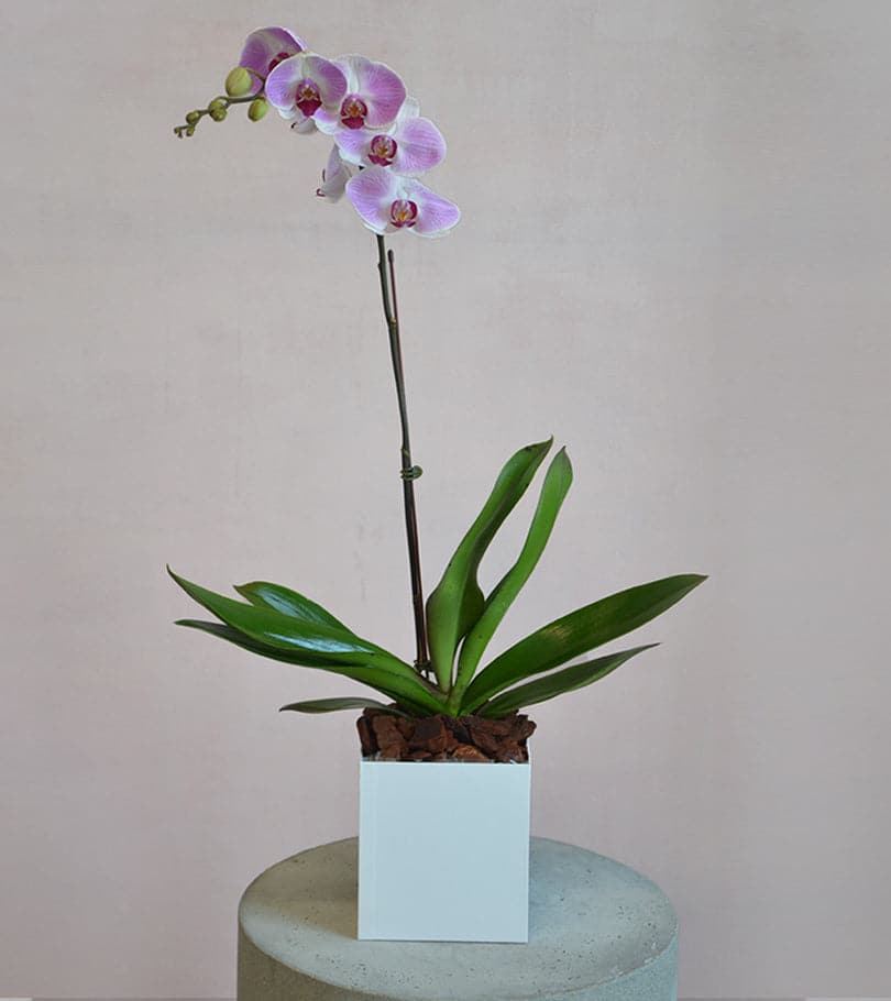 Purple Orchid in White Box