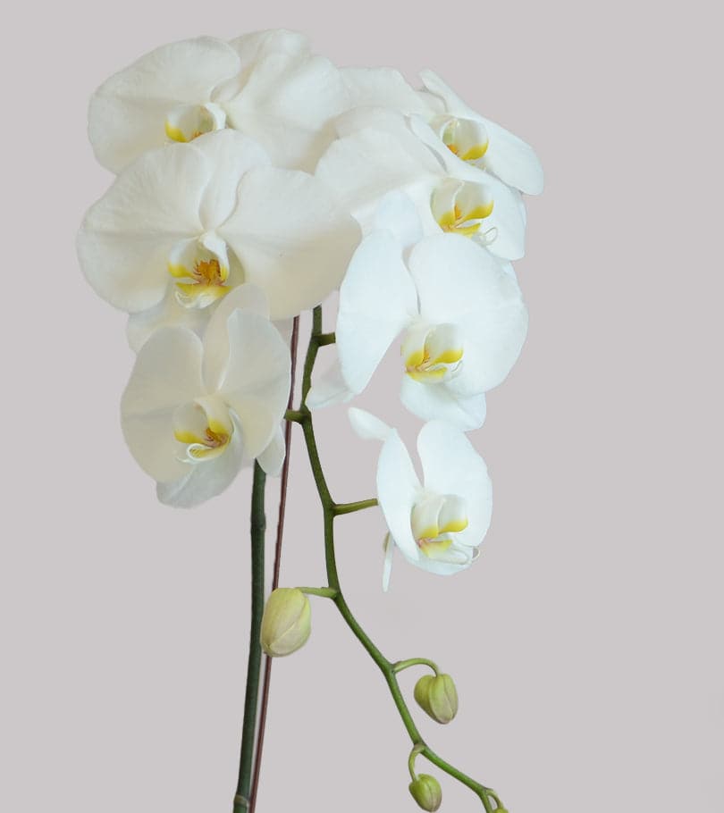 White Orchid with Glass Vase and Moss