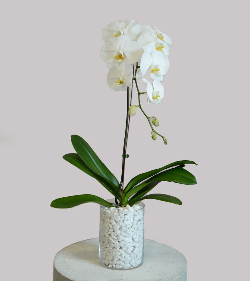 White Orchid in Glass Vase