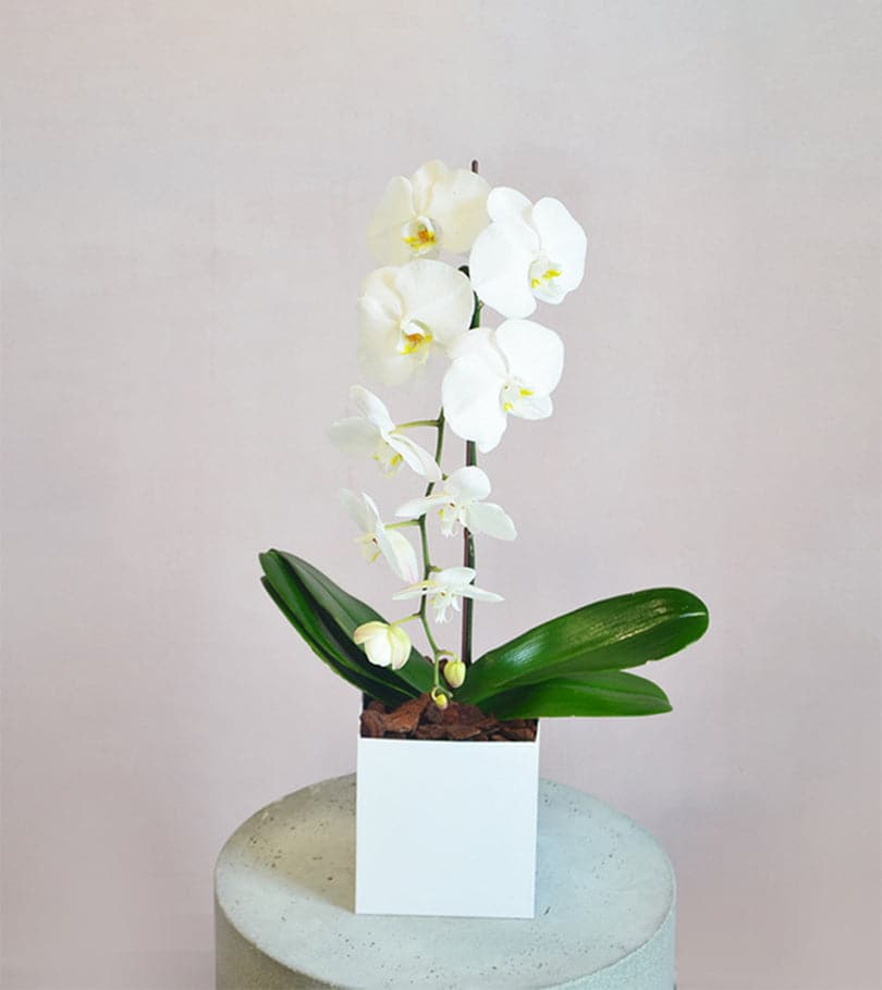 White Orchid in White Box