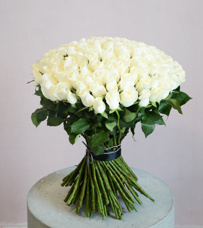 100 White Roses